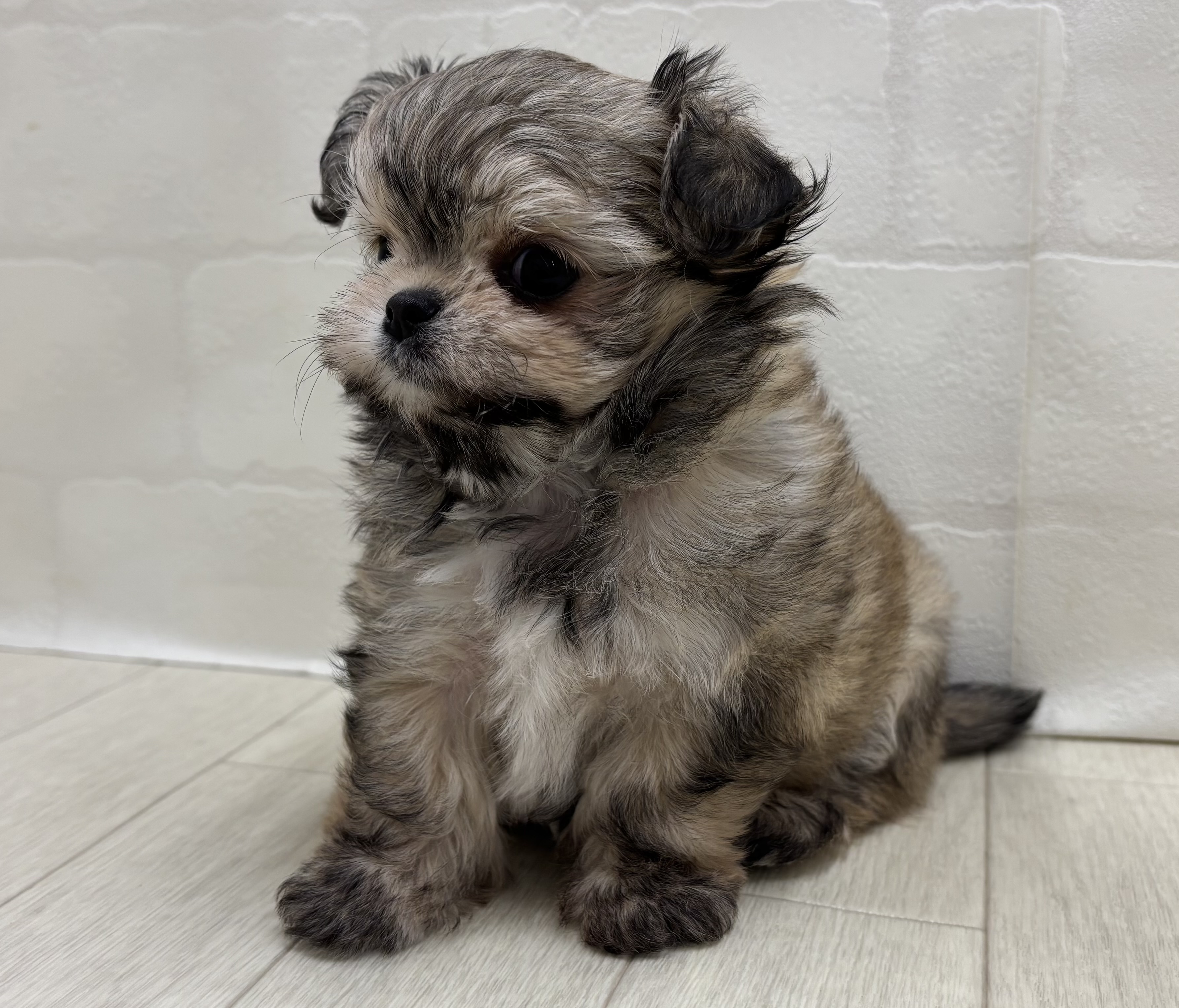 埼玉県のハーフ犬・ミックス犬 (ペッツワン大利根店/2026年5月26日生まれ/男の子/セーブル)の子犬の2枚目の画像