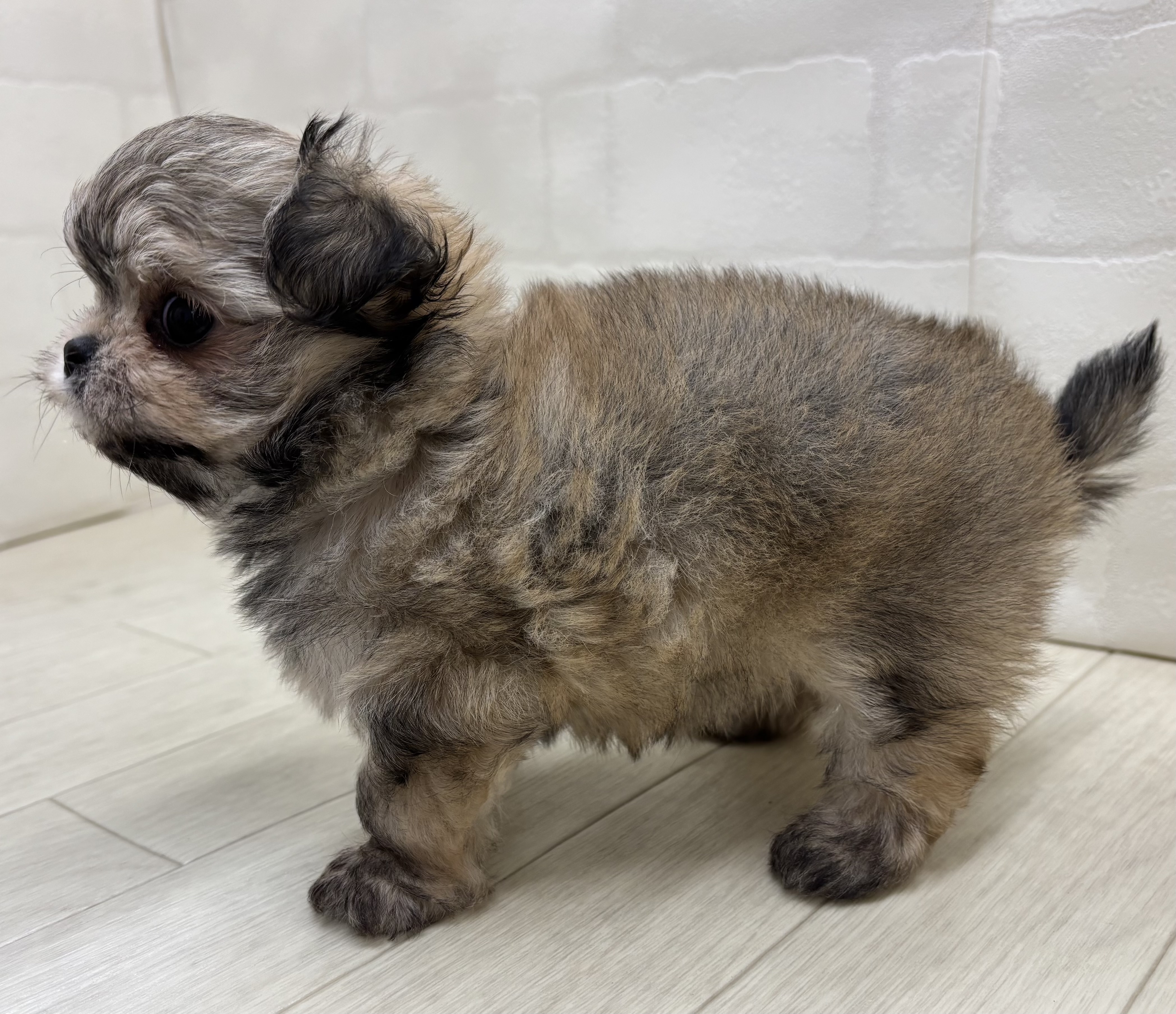 埼玉県のハーフ犬・ミックス犬 (ペッツワン大利根店/2026年5月26日生まれ/男の子/セーブル)の子犬の3枚目の画像