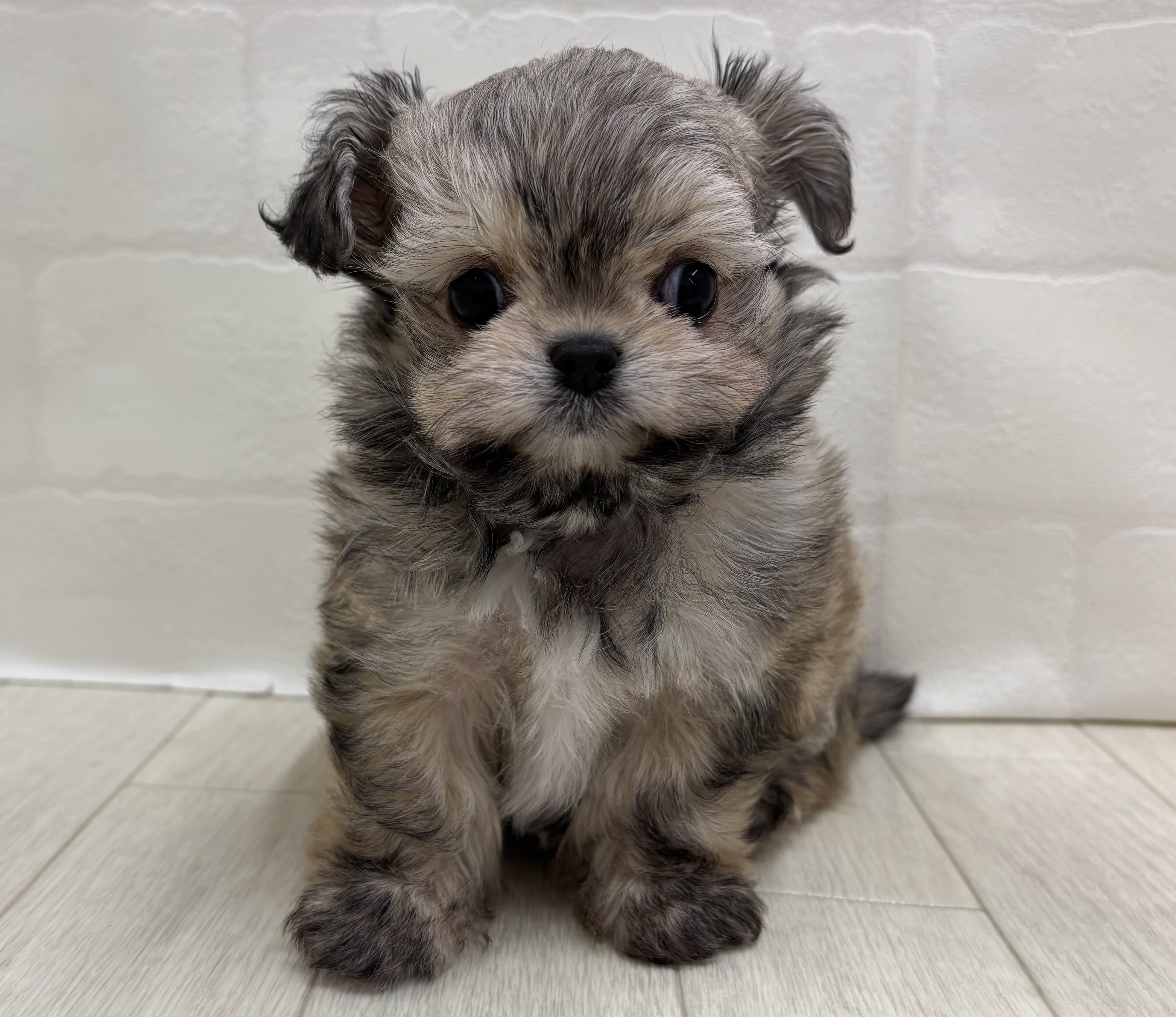 埼玉県のハーフ犬・ミックス犬 (ペッツワン大利根店/2026年5月26日生まれ/男の子/セーブル)の子犬の1枚目の画像