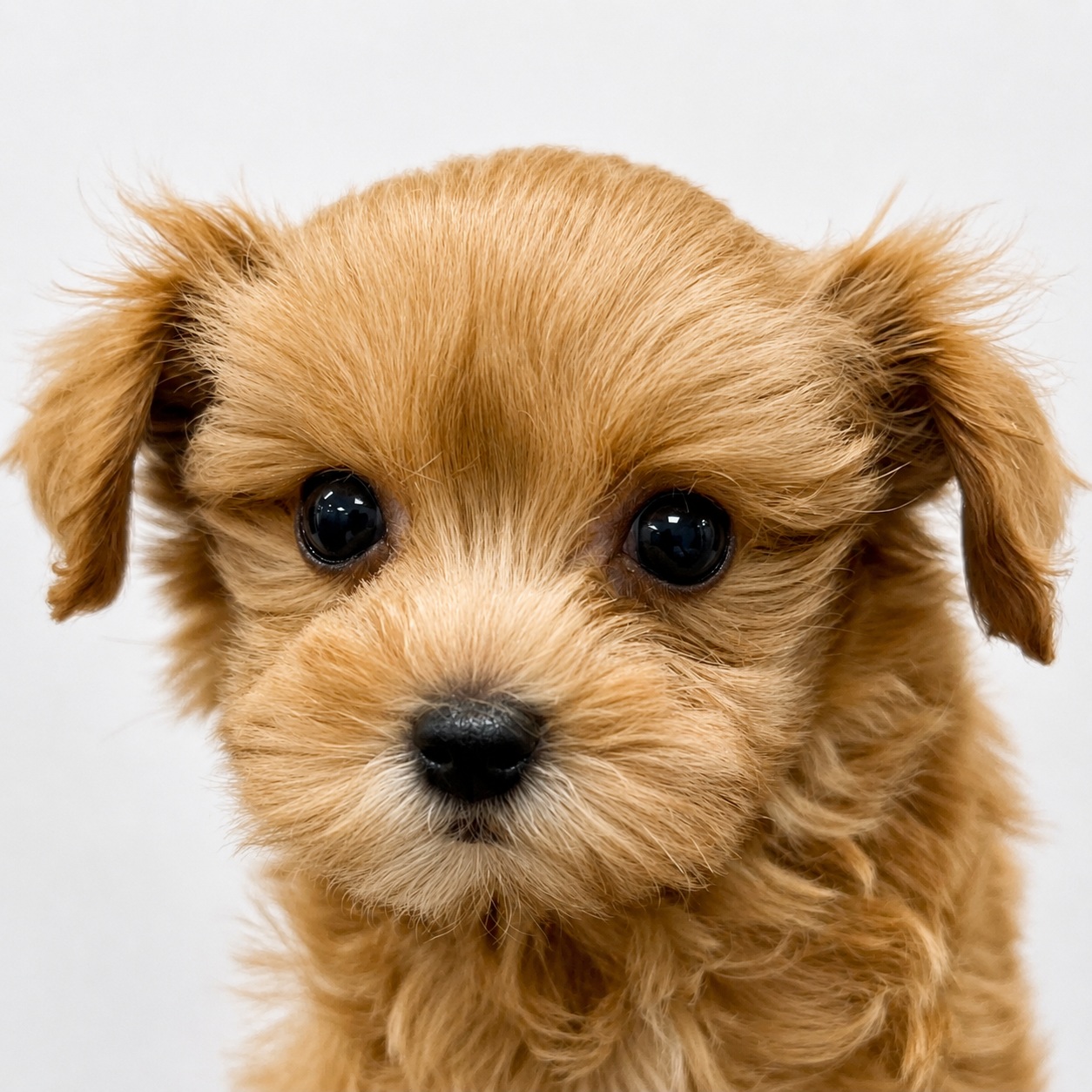 山梨県のハーフ犬・ミックス犬 (ペッツワン笛吹店/2026年5月31日生まれ/男の子/アプリコット)の子犬