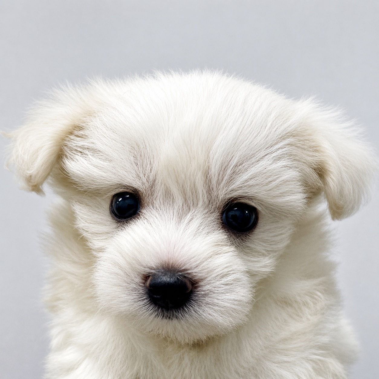 山梨県のハーフ犬・ミックス犬 (ペッツワン笛吹店/2026年5月30日生まれ/女の子/その他色)の子犬