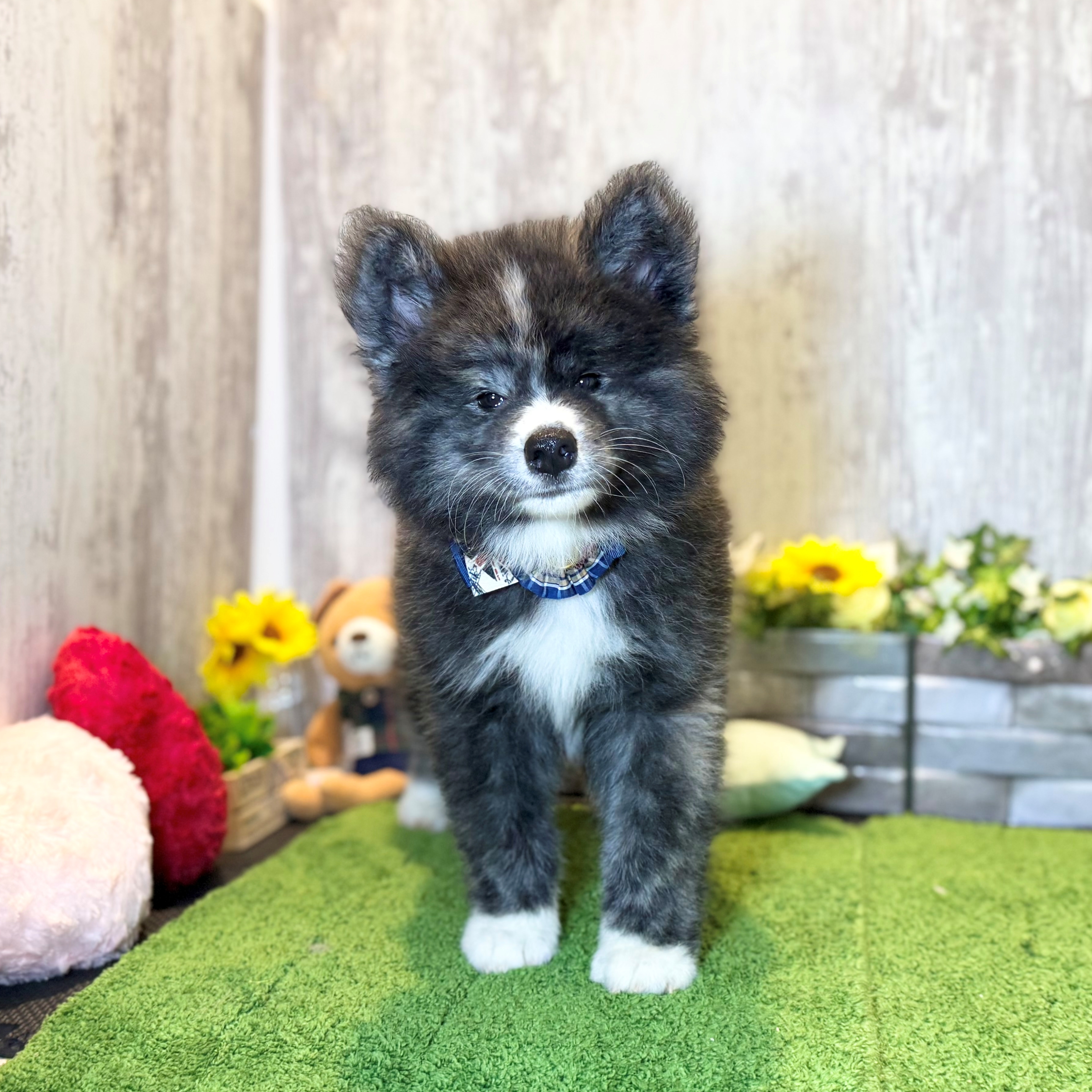 兵庫県の秋田犬 (ペッツワン姫路大津店/2026年5月23日生まれ/男の子/虎)の子犬の1枚目の画像