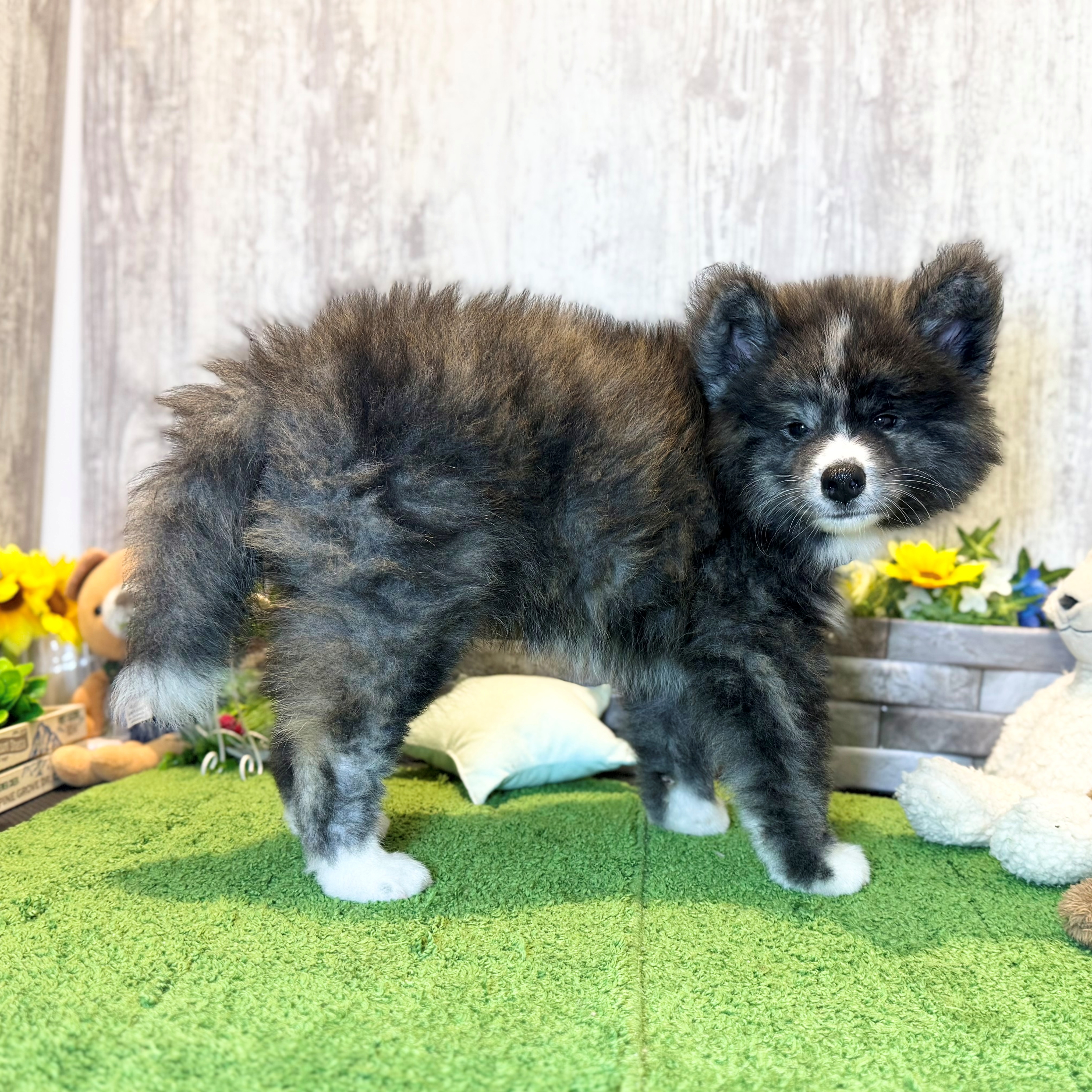 兵庫県の秋田犬 (ペッツワン姫路大津店/2026年5月23日生まれ/男の子/虎)の子犬の2枚目の画像