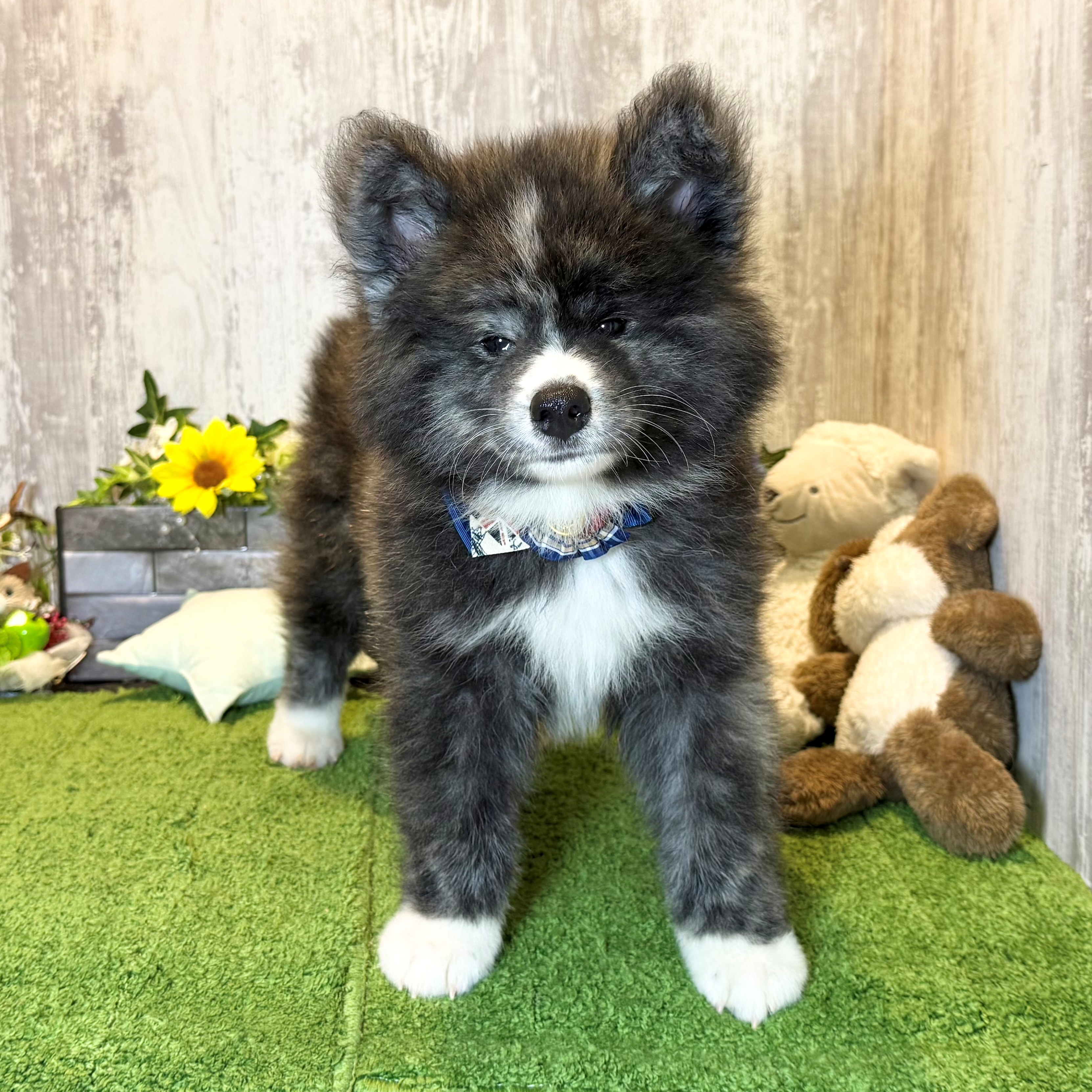 兵庫県の秋田犬 (ペッツワン姫路大津店/2026年5月23日生まれ/男の子/虎)の子犬の3枚目の画像