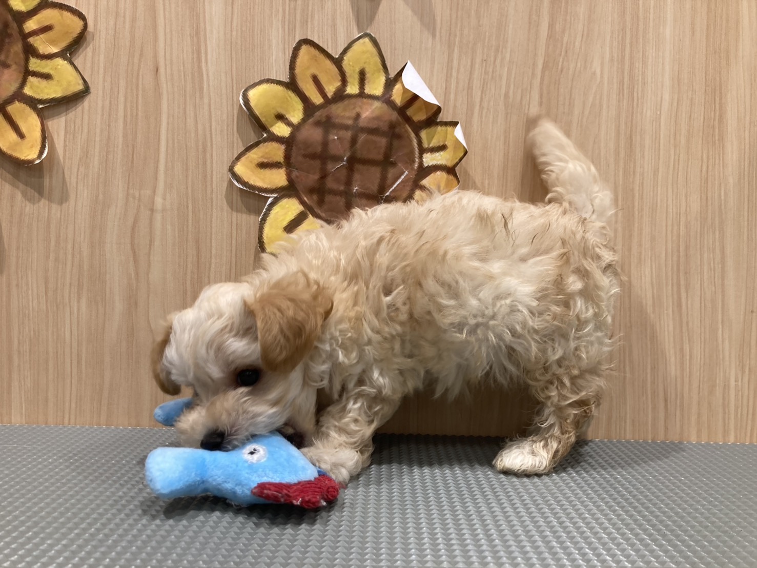 福島県のハーフ犬・ミックス犬 (ペッツワン会津若松店/2026年5月23日生まれ/男の子/アプリコット)の子犬の2枚目の画像