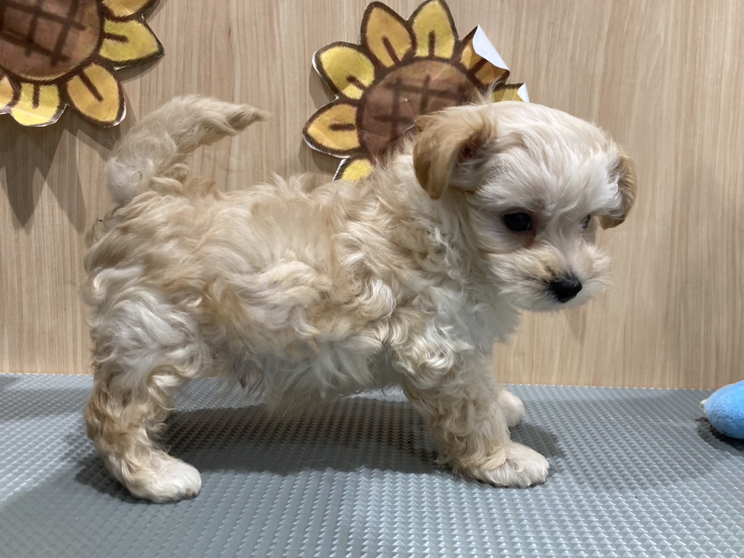 福島県のハーフ犬・ミックス犬 (ペッツワン会津若松店/2026年5月23日生まれ/男の子/アプリコット)の子犬の3枚目の画像