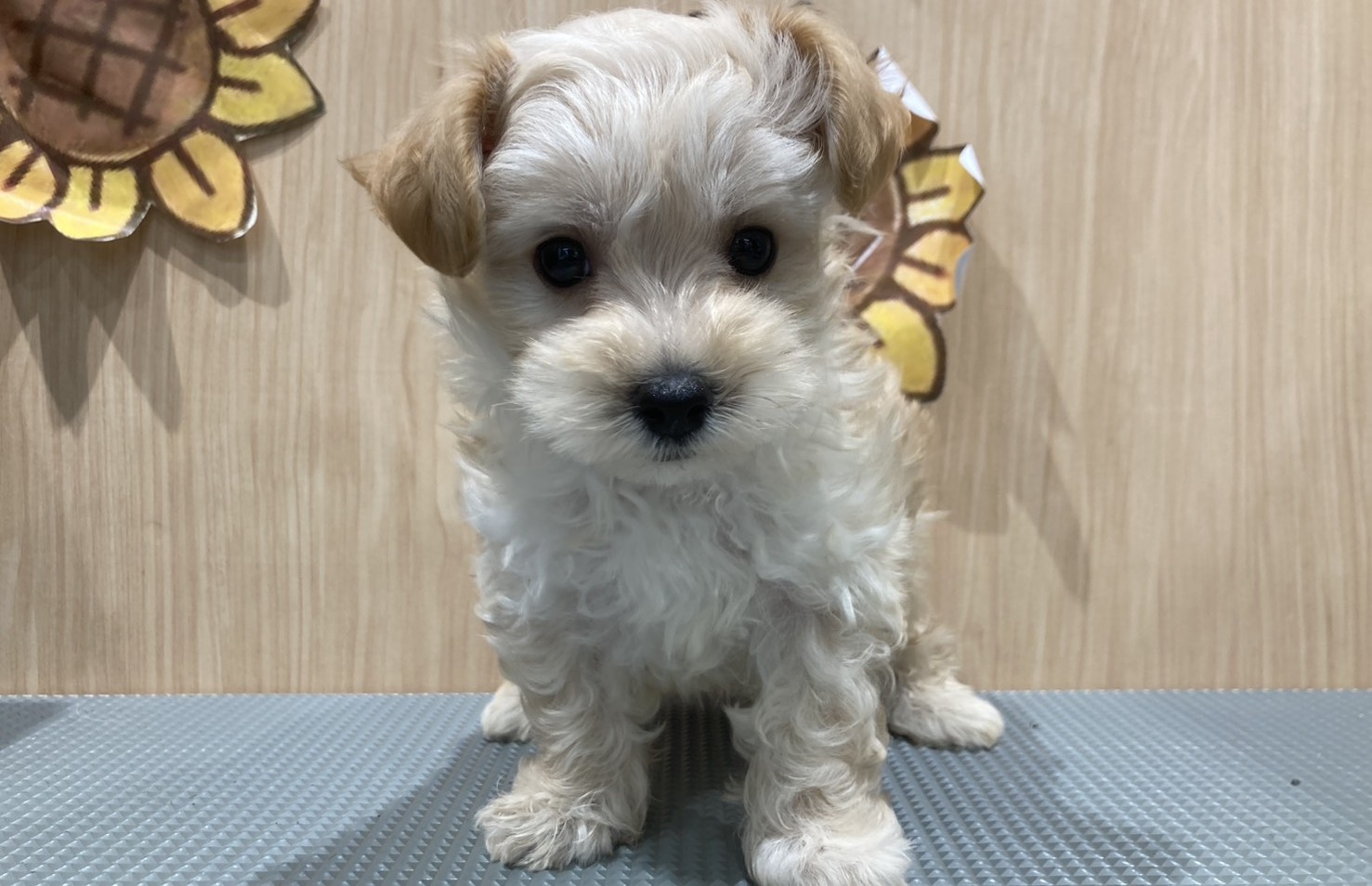 福島県のハーフ犬・ミックス犬 (ペッツワン会津若松店/2026年5月23日生まれ/男の子/アプリコット)の子犬の1枚目の画像
