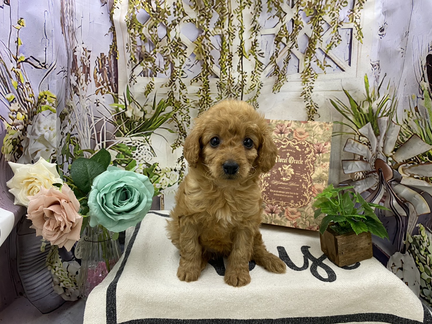 群馬県のハーフ犬・ミックス犬 (ペッツワン前橋小島田店/2026年3月1日生まれ/女の子/レッド)の子犬