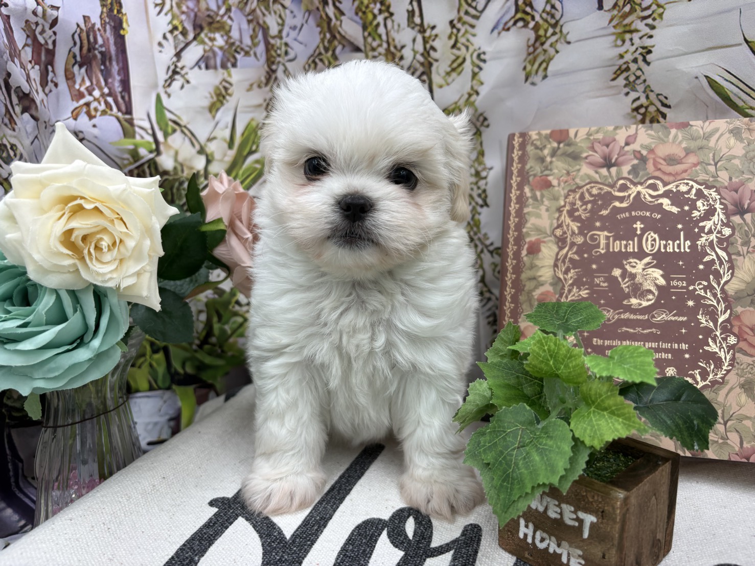 群馬県のハーフ犬・ミックス犬 (ペッツワン前橋小島田店/2026年5月19日生まれ/男の子/クリーム)の子犬