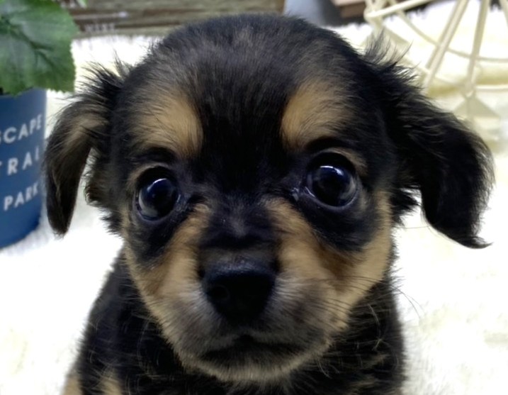 静岡県のハーフ犬・ミックス犬 (ペッツワン藤枝店/2026年5月28日生まれ/男の子/その他色)の子犬の2枚目の画像