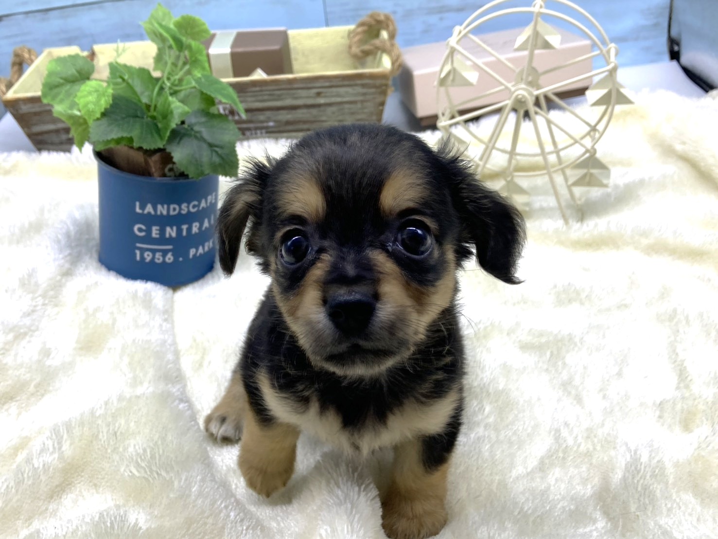 静岡県のハーフ犬・ミックス犬 (ペッツワン藤枝店/2026年5月28日生まれ/男の子/その他色)の子犬の1枚目の画像