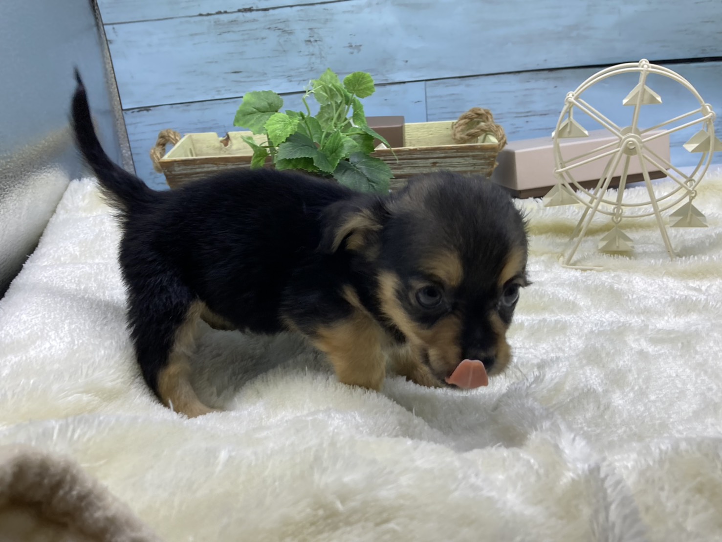 静岡県のハーフ犬・ミックス犬 (ペッツワン藤枝店/2026年5月28日生まれ/男の子/その他色)の子犬の3枚目の画像