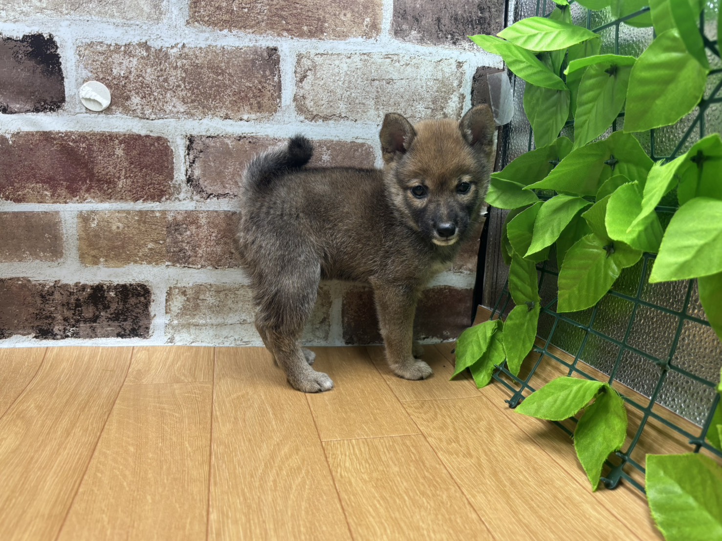 福島県の豆柴 (ペッツワン白河モール店/2026年5月28日生まれ/男の子/赤)の子犬の2枚目の画像