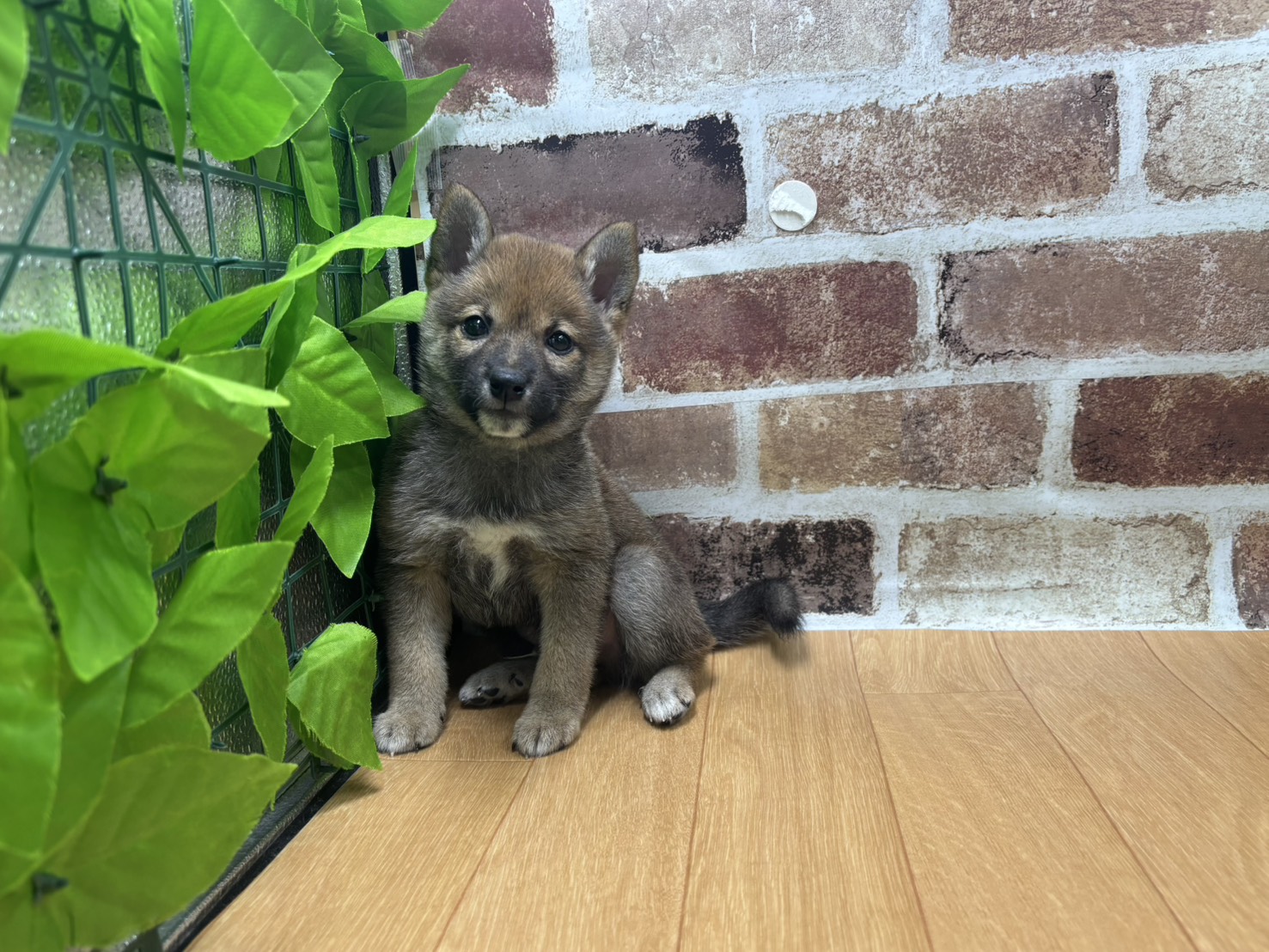 福島県の豆柴 (ペッツワン白河モール店/2026年5月28日生まれ/男の子/赤)の子犬の1枚目の画像