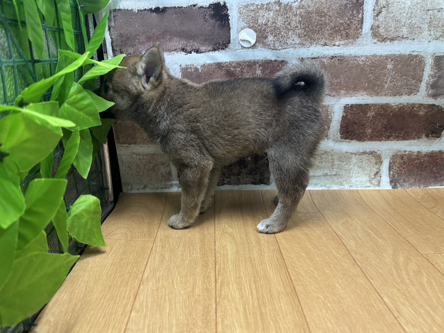 福島県の豆柴 (ペッツワン白河モール店/2026年5月28日生まれ/男の子/赤)の子犬の3枚目の画像
