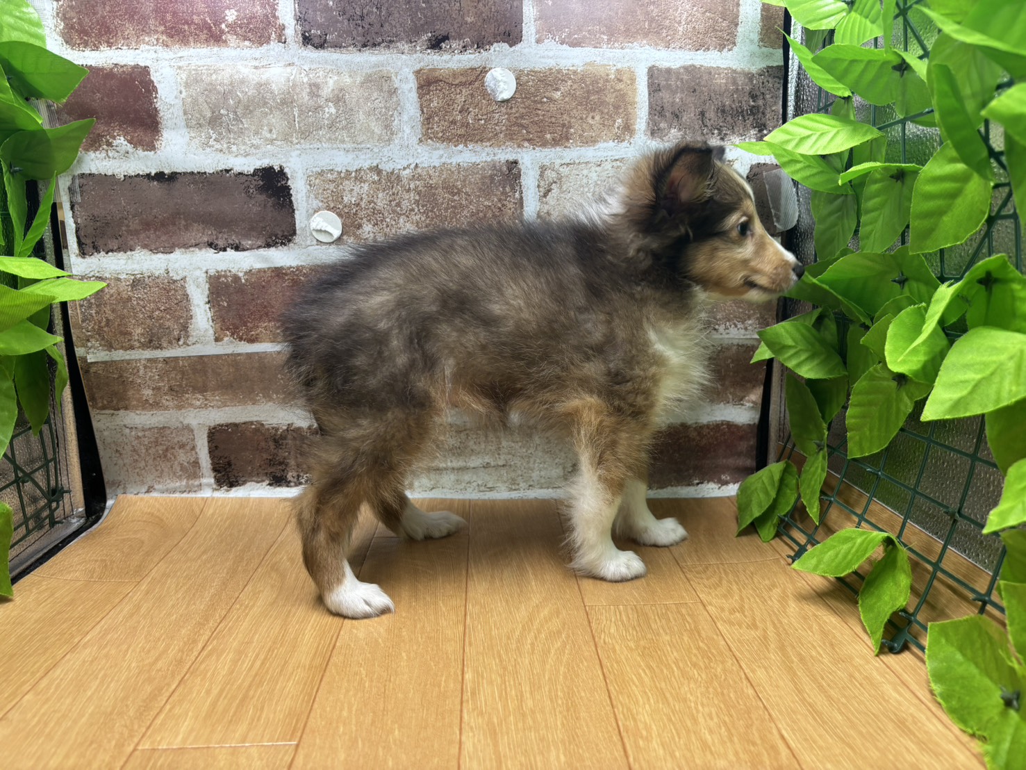福島県のシェットランドシープドッグ (ペッツワン白河モール店/2026年5月24日生まれ/男の子/ｾｰﾌﾞﾙ&ﾎﾜｲﾄ)の子犬の2枚目の画像