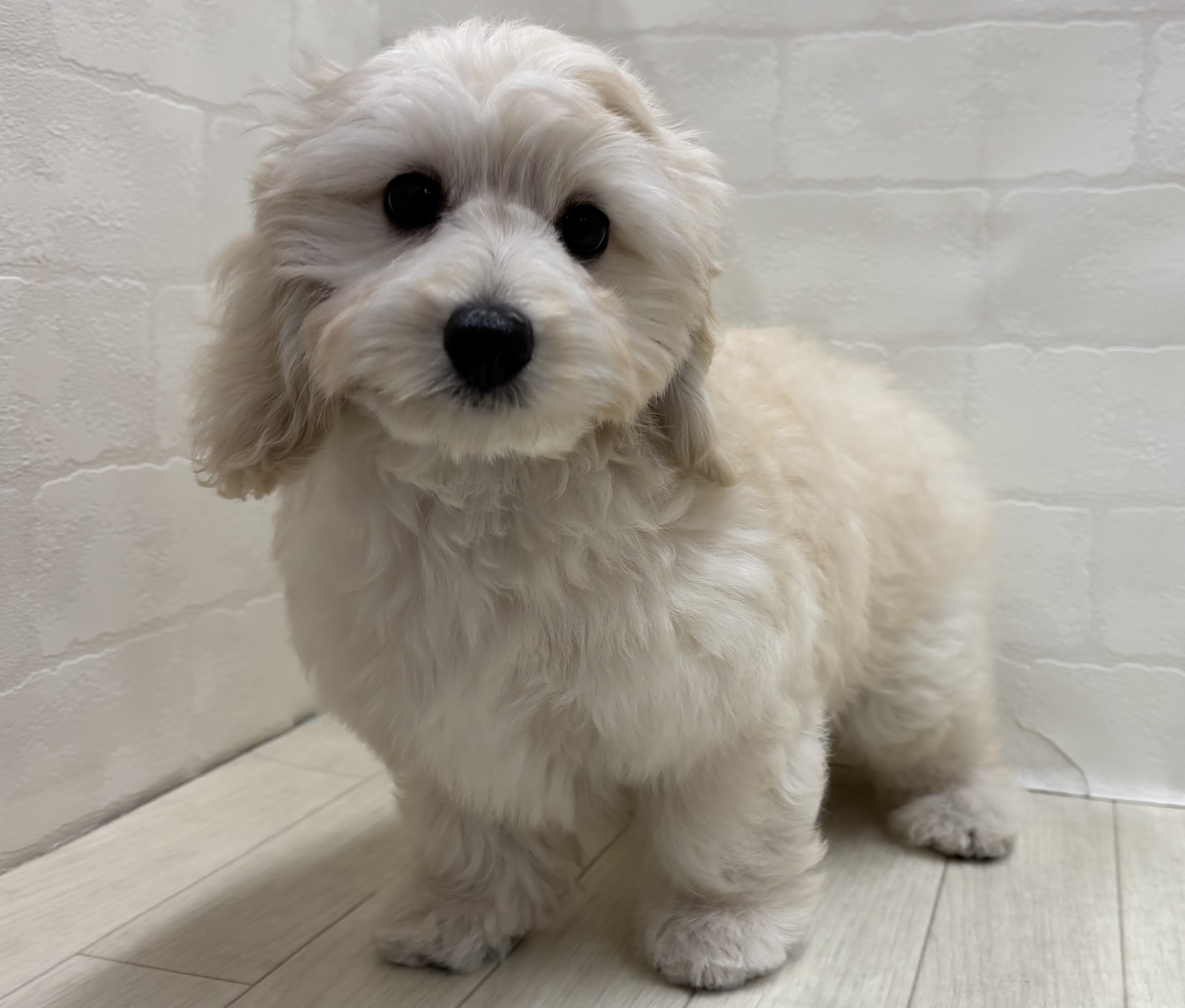 埼玉県のハーフ犬・ミックス犬 (ペッツワン大利根店/2026年4月14日生まれ/女の子/クリーム)の子犬の2枚目の画像