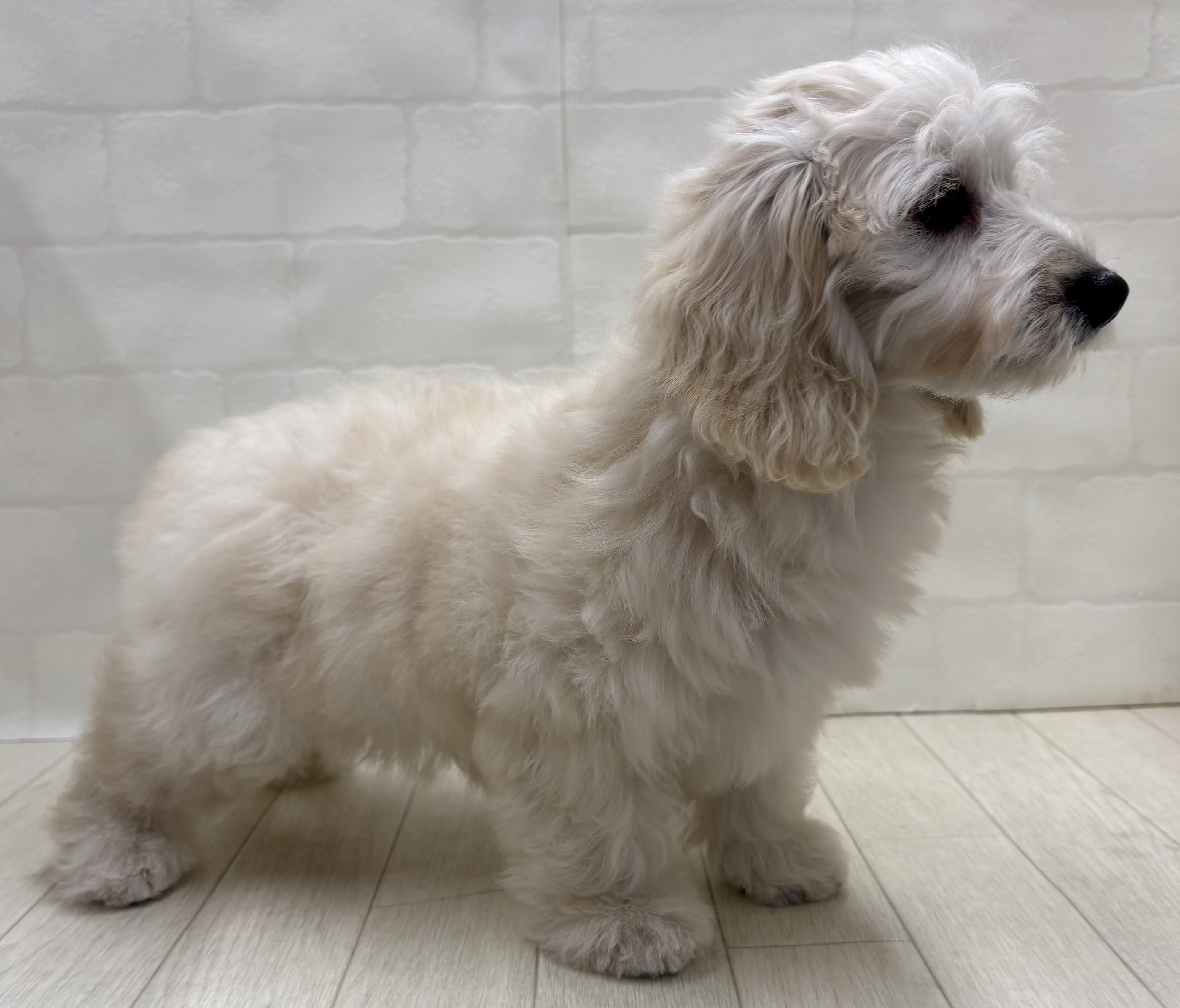 埼玉県のハーフ犬・ミックス犬 (ペッツワン大利根店/2026年4月14日生まれ/女の子/クリーム)の子犬の3枚目の画像