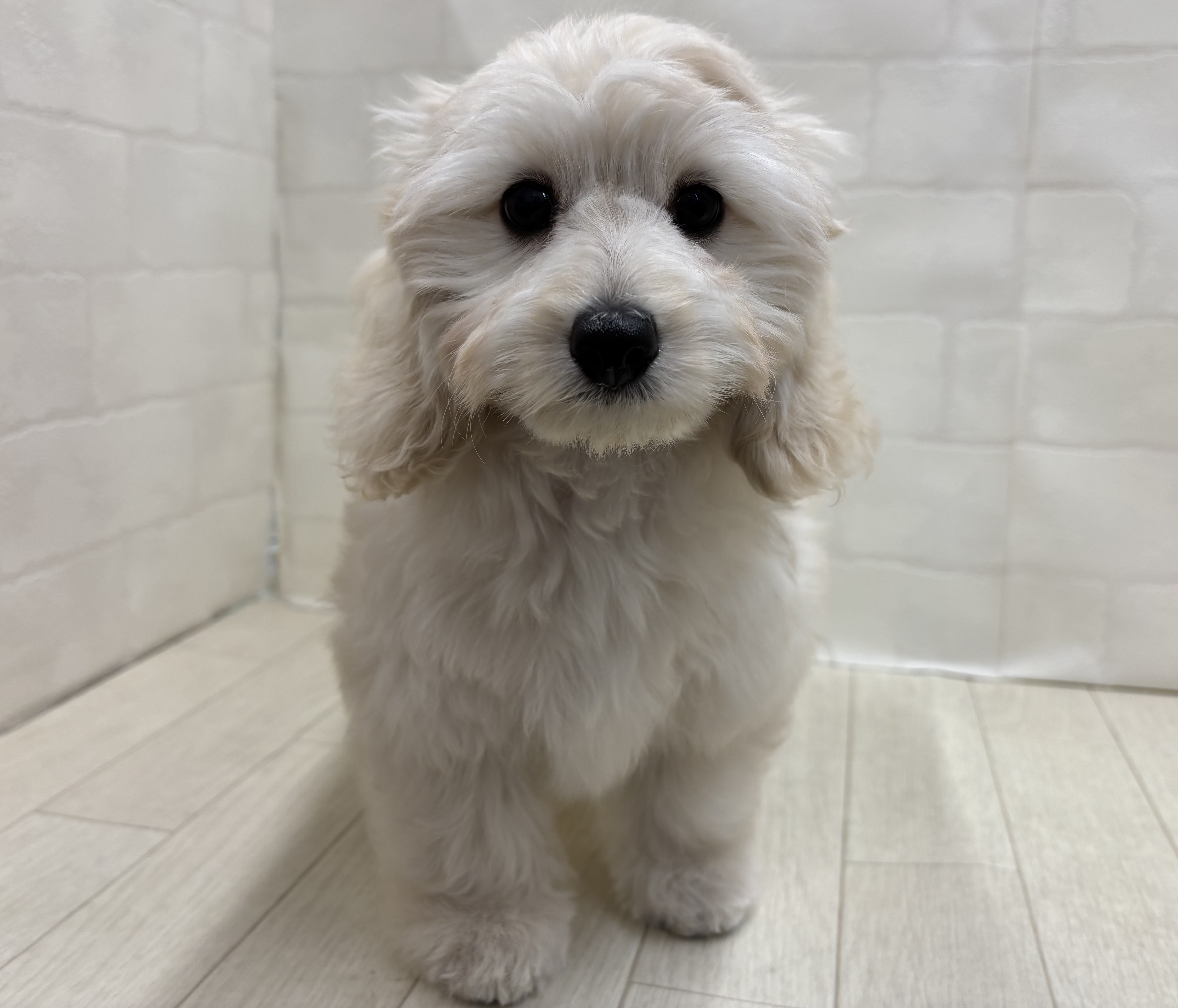 埼玉県のハーフ犬・ミックス犬 (ペッツワン大利根店/2026年4月14日生まれ/女の子/クリーム)の子犬の1枚目の画像