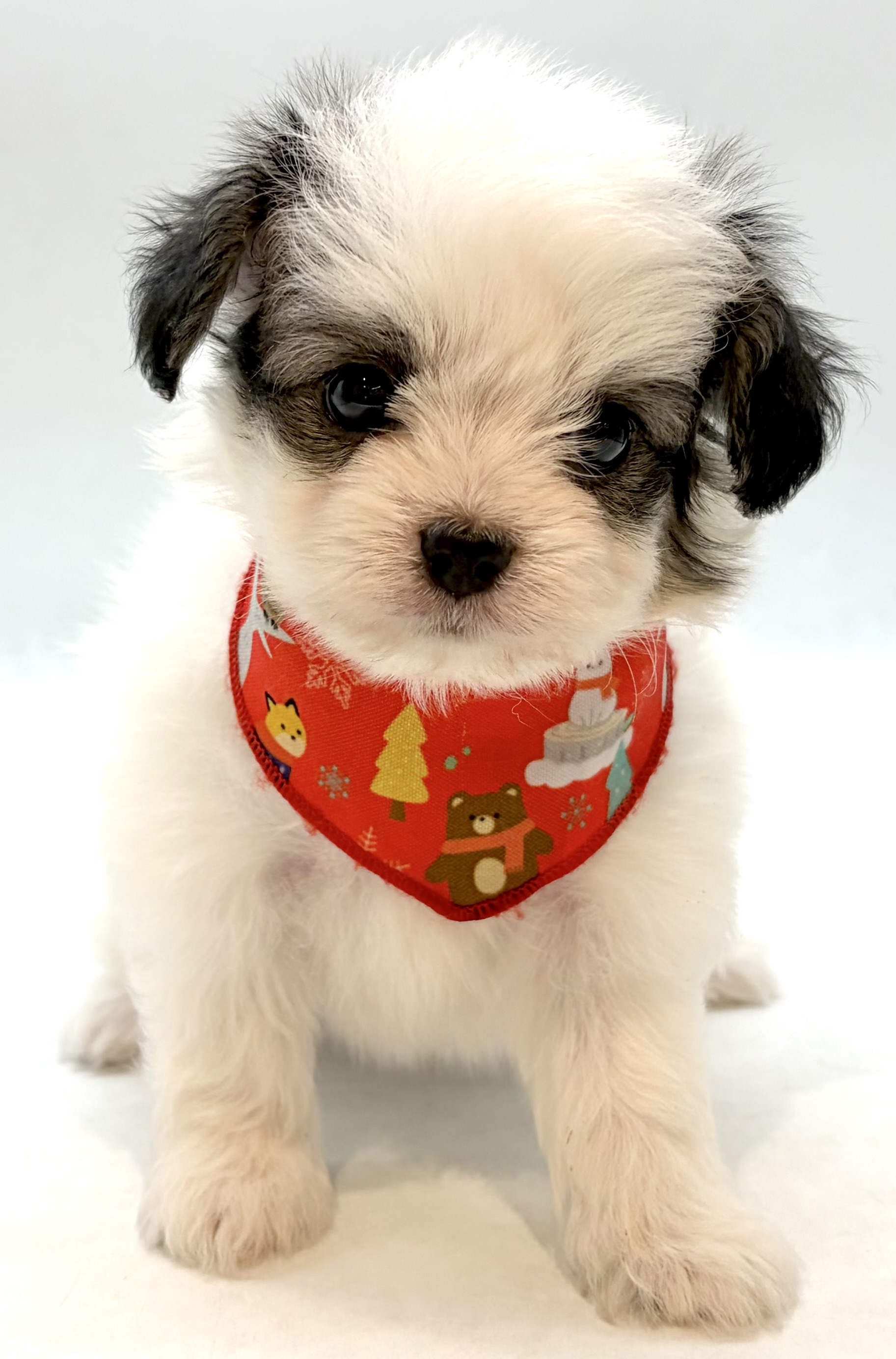 埼玉県のハーフ犬・ミックス犬 (ペッツワン行田店/2026年6月1日生まれ/男の子/ホワイトブラック)の子犬の3枚目の画像