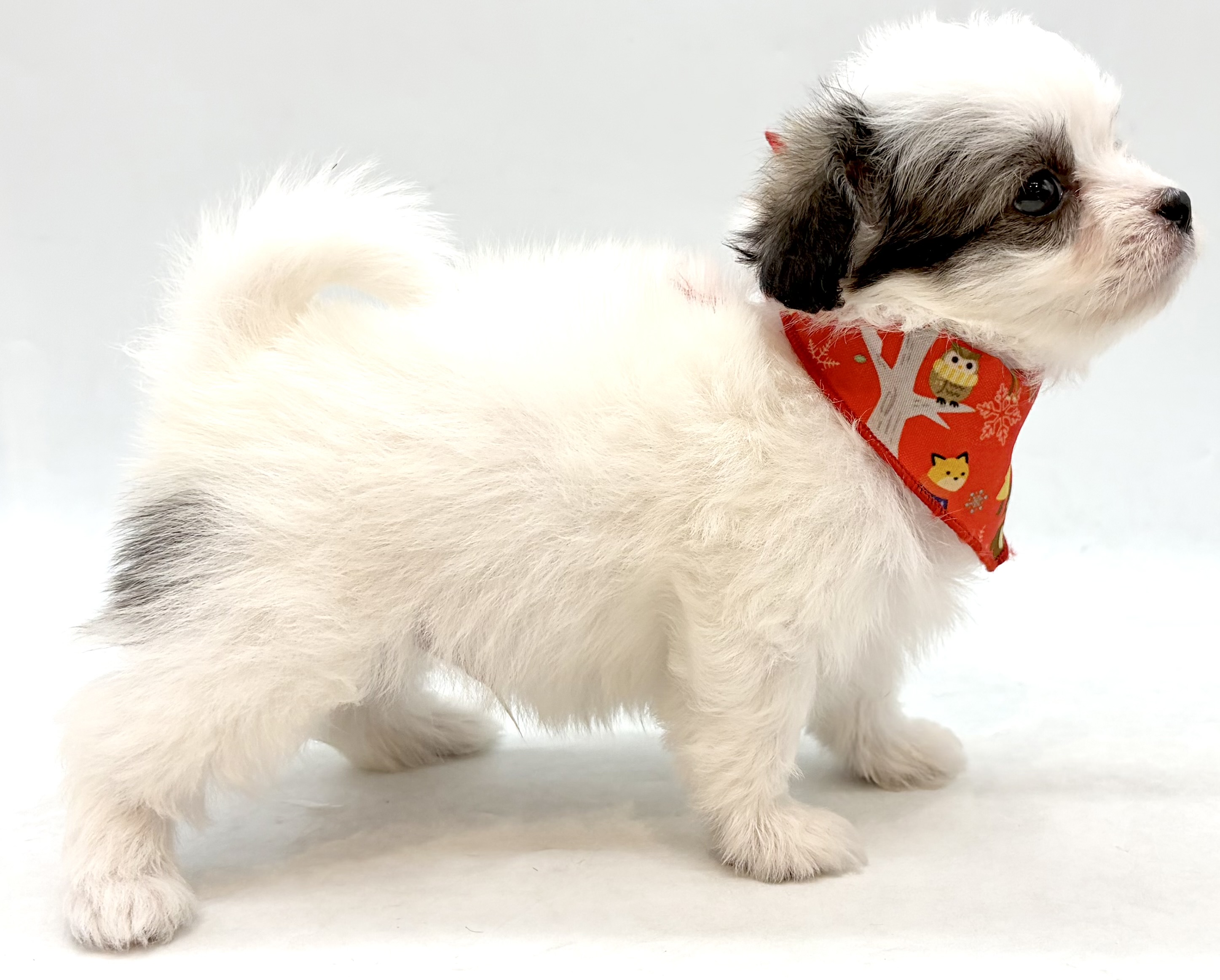 埼玉県のハーフ犬・ミックス犬 (ペッツワン行田店/2026年6月1日生まれ/男の子/ホワイトブラック)の子犬の2枚目の画像