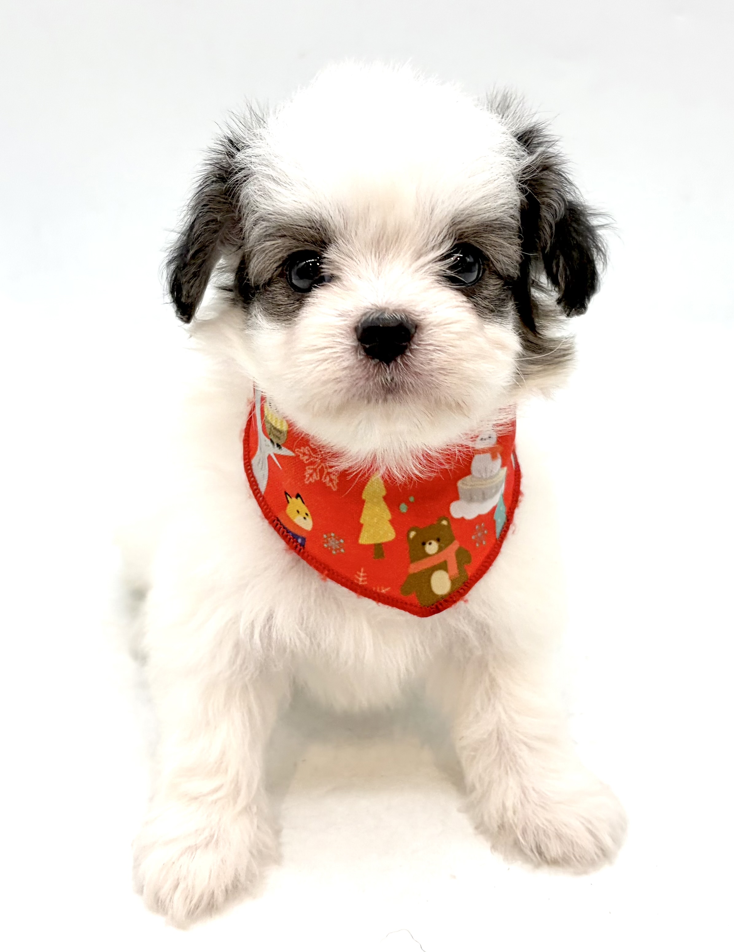 埼玉県のハーフ犬・ミックス犬 (ペッツワン行田店/2026年6月1日生まれ/男の子/ホワイトブラック)の子犬の1枚目の画像