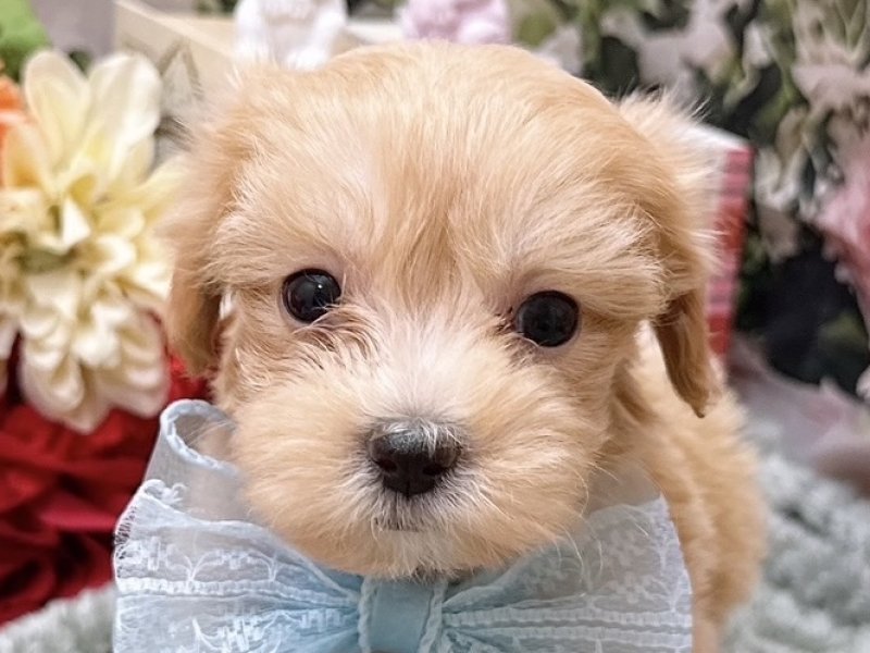 愛知県のハーフ犬・ミックス犬 (ペッツワン豊田四郷店/2026年2月7日生まれ/男の子/アプリコット)の子犬の1枚目の画像