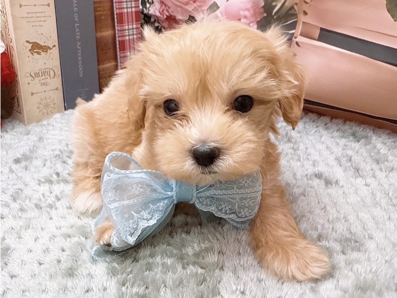 愛知県のハーフ犬・ミックス犬 (ペッツワン豊田四郷店/2026年2月7日生まれ/男の子/アプリコット)の子犬の2枚目の画像