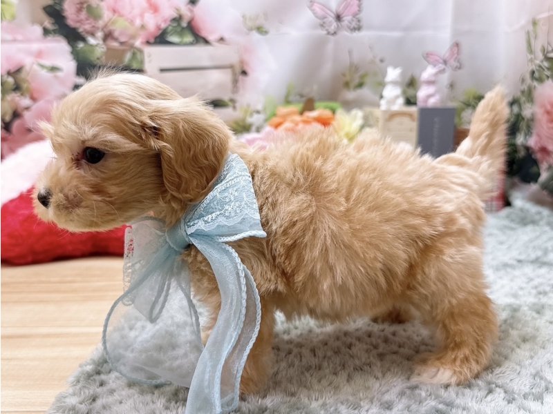 愛知県のハーフ犬・ミックス犬 (ペッツワン豊田四郷店/2026年2月7日生まれ/男の子/アプリコット)の子犬の3枚目の画像