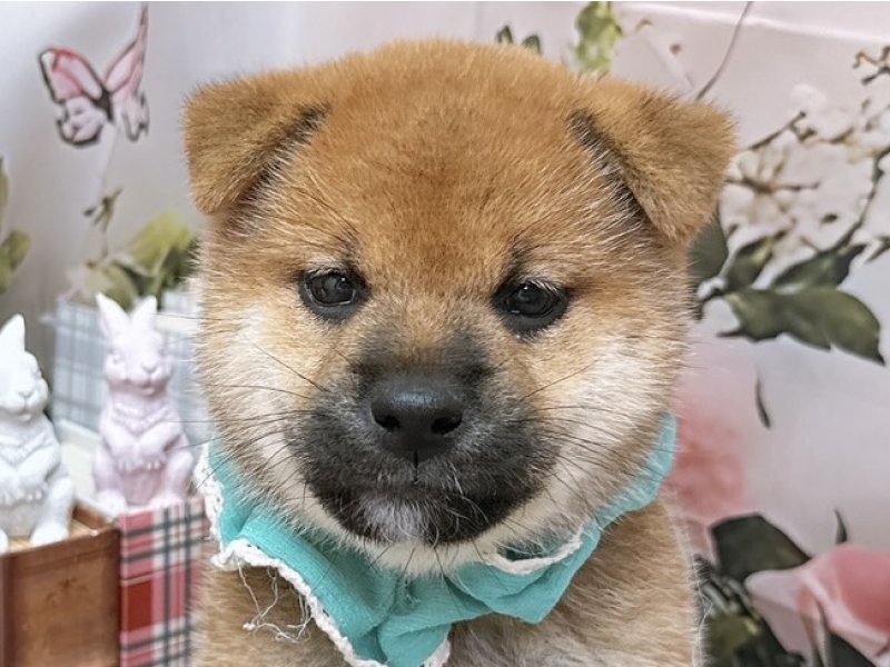 愛知県の柴犬(標準サイズ) (ペッツワン豊田四郷店/2026年3月21日生まれ/男の子/赤)の子犬の1枚目の画像