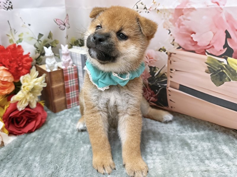 愛知県の柴犬(標準サイズ) (ペッツワン豊田四郷店/2026年3月21日生まれ/男の子/赤)の子犬の2枚目の画像