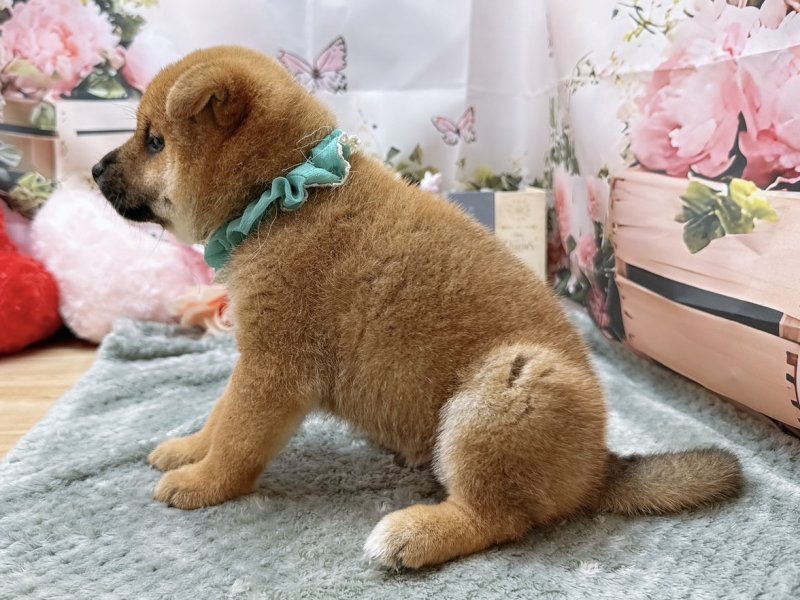 愛知県の柴犬(標準サイズ) (ペッツワン豊田四郷店/2026年3月21日生まれ/男の子/赤)の子犬の3枚目の画像