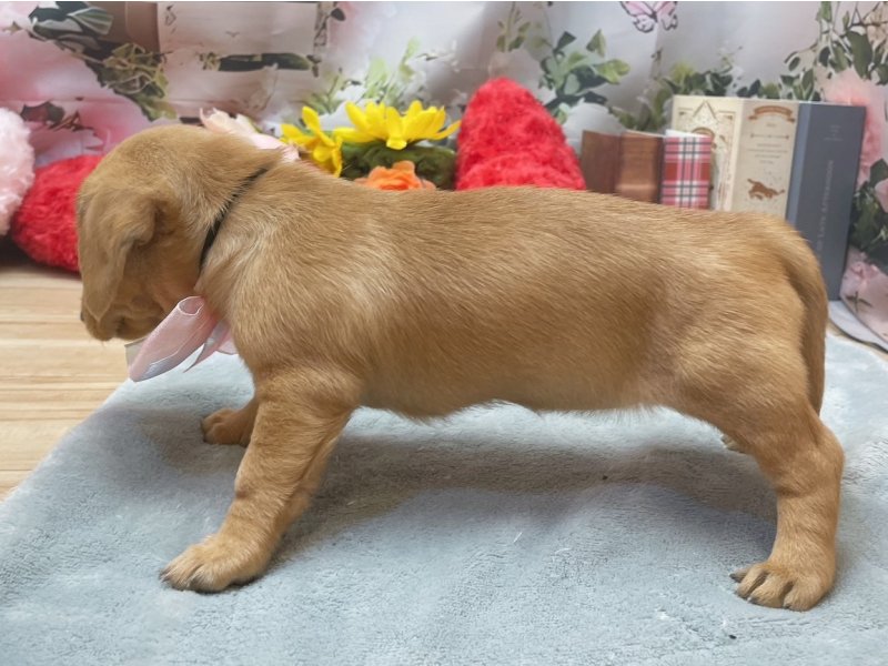 愛知県のハーフ犬・ミックス犬 (ペッツワン豊田四郷店/2026年4月4日生まれ/女の子/クリーム)の子犬の3枚目の画像