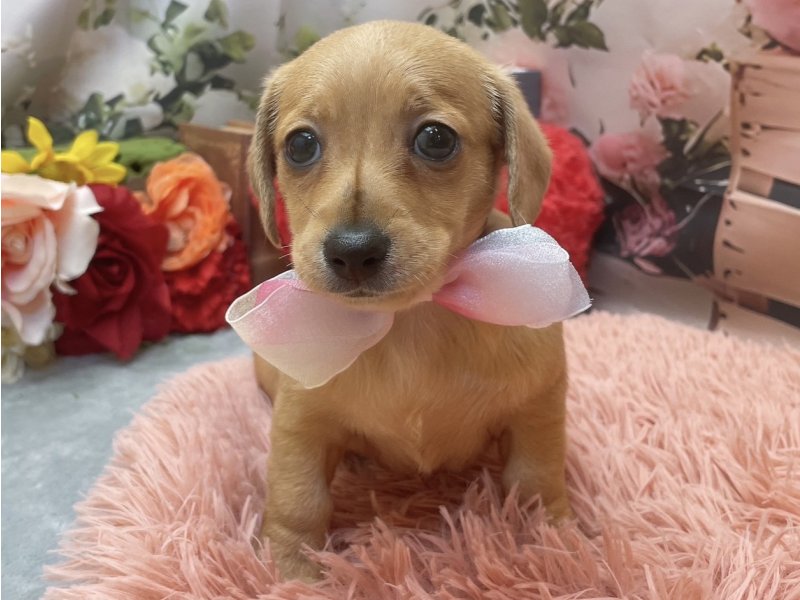 愛知県のハーフ犬・ミックス犬 (ペッツワン豊田四郷店/2026年4月4日生まれ/女の子/クリーム)の子犬の2枚目の画像