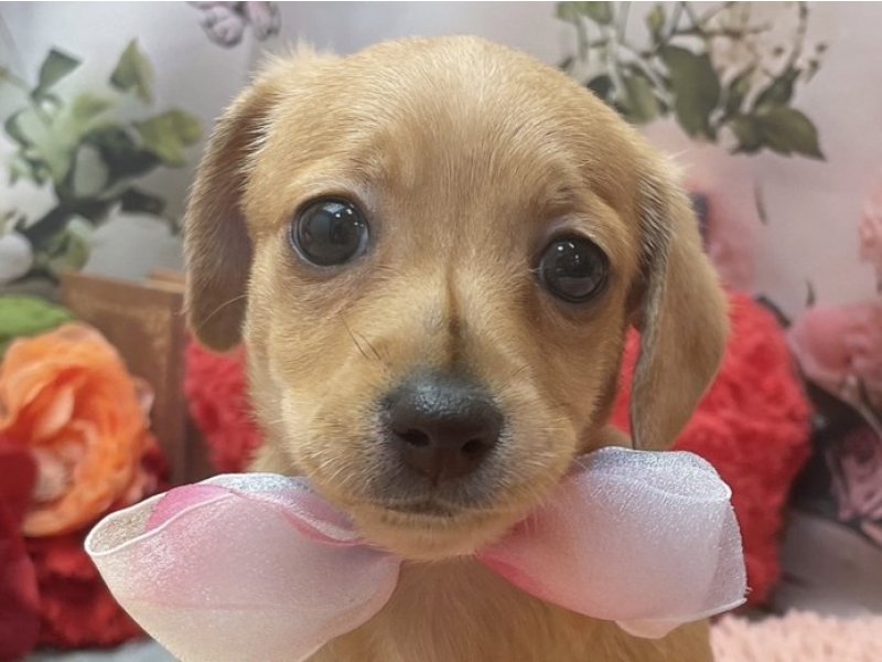 愛知県のハーフ犬・ミックス犬 (ペッツワン豊田四郷店/2026年4月4日生まれ/女の子/クリーム)の子犬の1枚目の画像