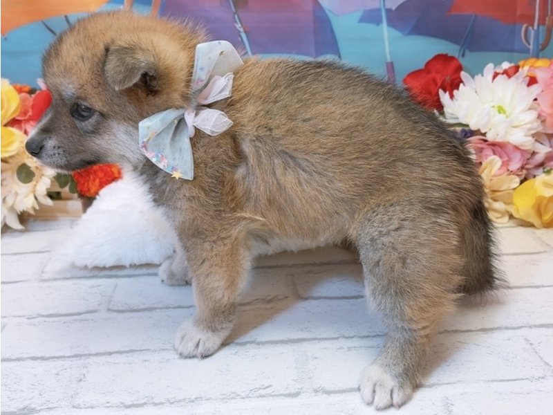 愛知県のハーフ犬・ミックス犬 (ペッツワン豊田四郷店/2026年5月16日生まれ/男の子/赤)の子犬の3枚目の画像