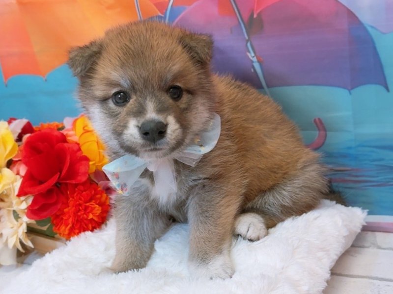 愛知県のハーフ犬・ミックス犬 (ペッツワン豊田四郷店/2026年5月16日生まれ/男の子/赤)の子犬の2枚目の画像