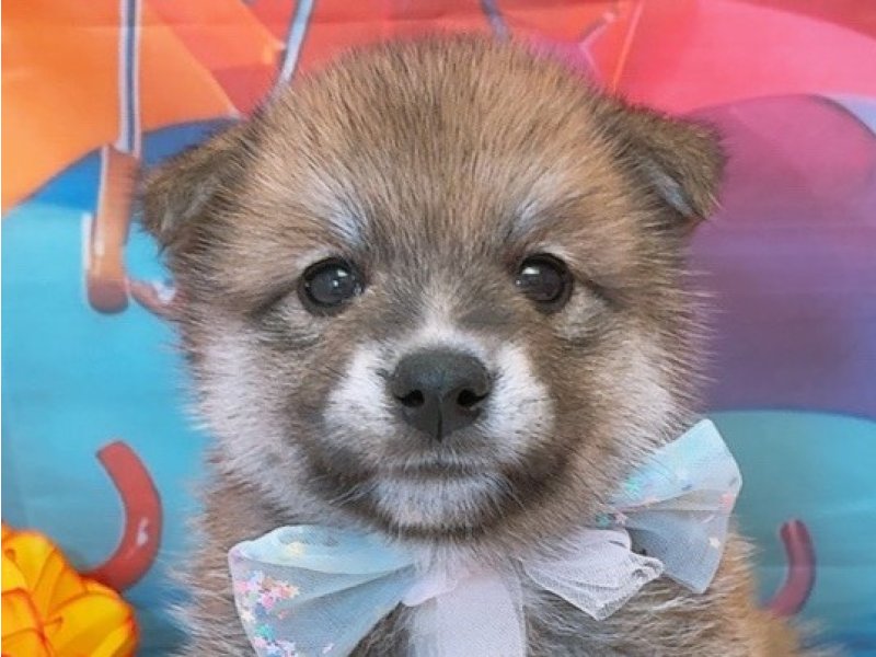 愛知県のハーフ犬・ミックス犬 (ペッツワン豊田四郷店/2026年5月16日生まれ/男の子/赤)の子犬の1枚目の画像