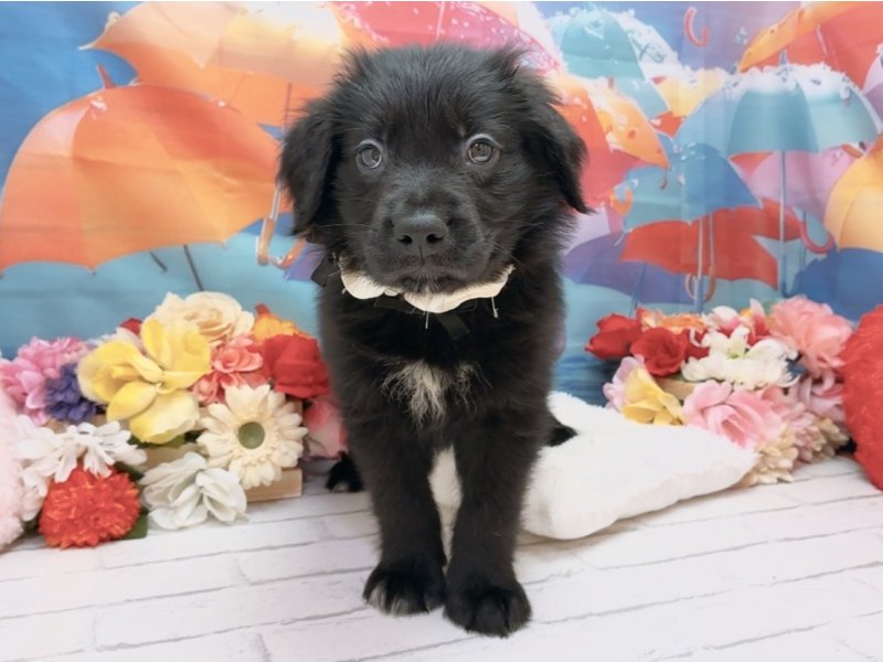 愛知県のハーフ犬・ミックス犬 (ペッツワン豊田四郷店/2026年5月30日生まれ/男の子/ブラックホワイト)の子犬の2枚目の画像