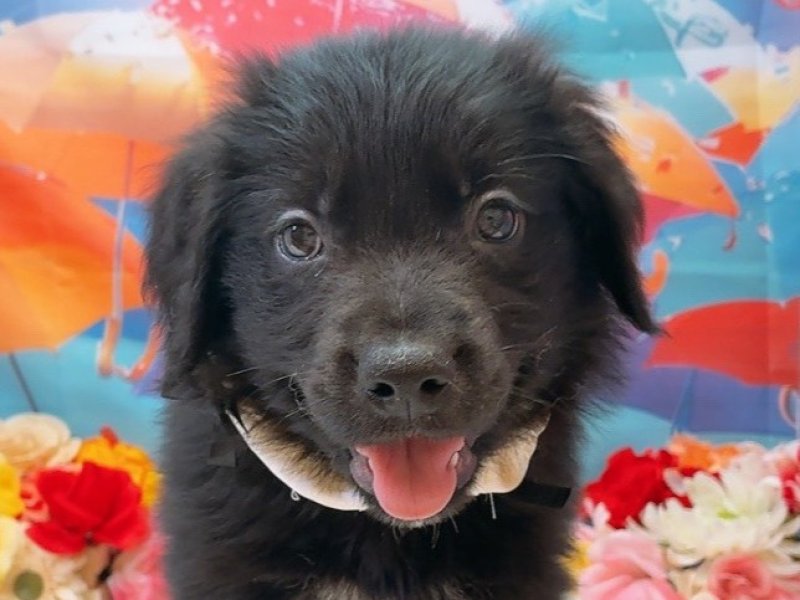 愛知県のハーフ犬・ミックス犬 (ペッツワン豊田四郷店/2026年5月30日生まれ/男の子/ブラックホワイト)の子犬の1枚目の画像