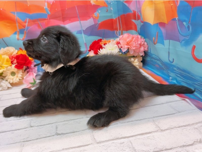 愛知県のハーフ犬・ミックス犬 (ペッツワン豊田四郷店/2026年5月30日生まれ/男の子/ブラックホワイト)の子犬の3枚目の画像