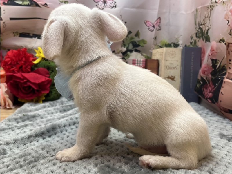 愛知県のハーフ犬・ミックス犬 (ペッツワン豊田四郷店/2026年5月16日生まれ/男の子/ホワイト)の子犬の3枚目の画像