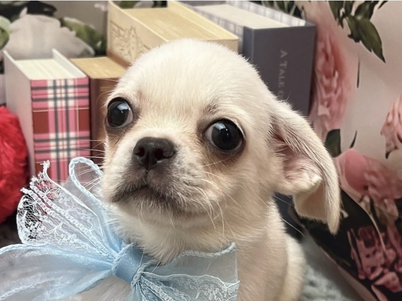 愛知県のハーフ犬・ミックス犬 (ペッツワン豊田四郷店/2026年5月16日生まれ/男の子/ホワイト)の子犬の1枚目の画像