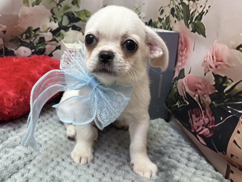 愛知県のハーフ犬・ミックス犬 (ペッツワン豊田四郷店/2026年5月16日生まれ/男の子/ホワイト)の子犬の2枚目の画像