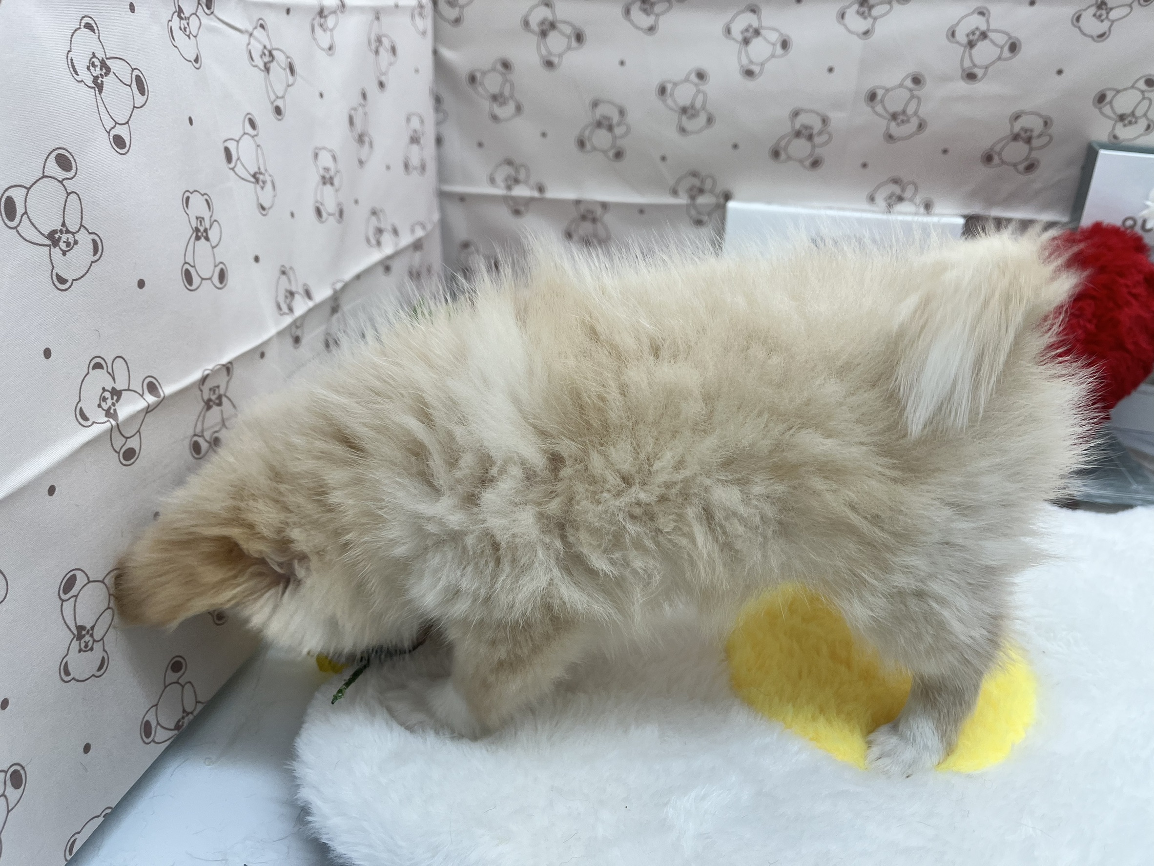静岡県のハーフ犬・ミックス犬 (ペッツワン掛川店/2026年5月30日生まれ/女の子/その他色)の子犬の2枚目の画像