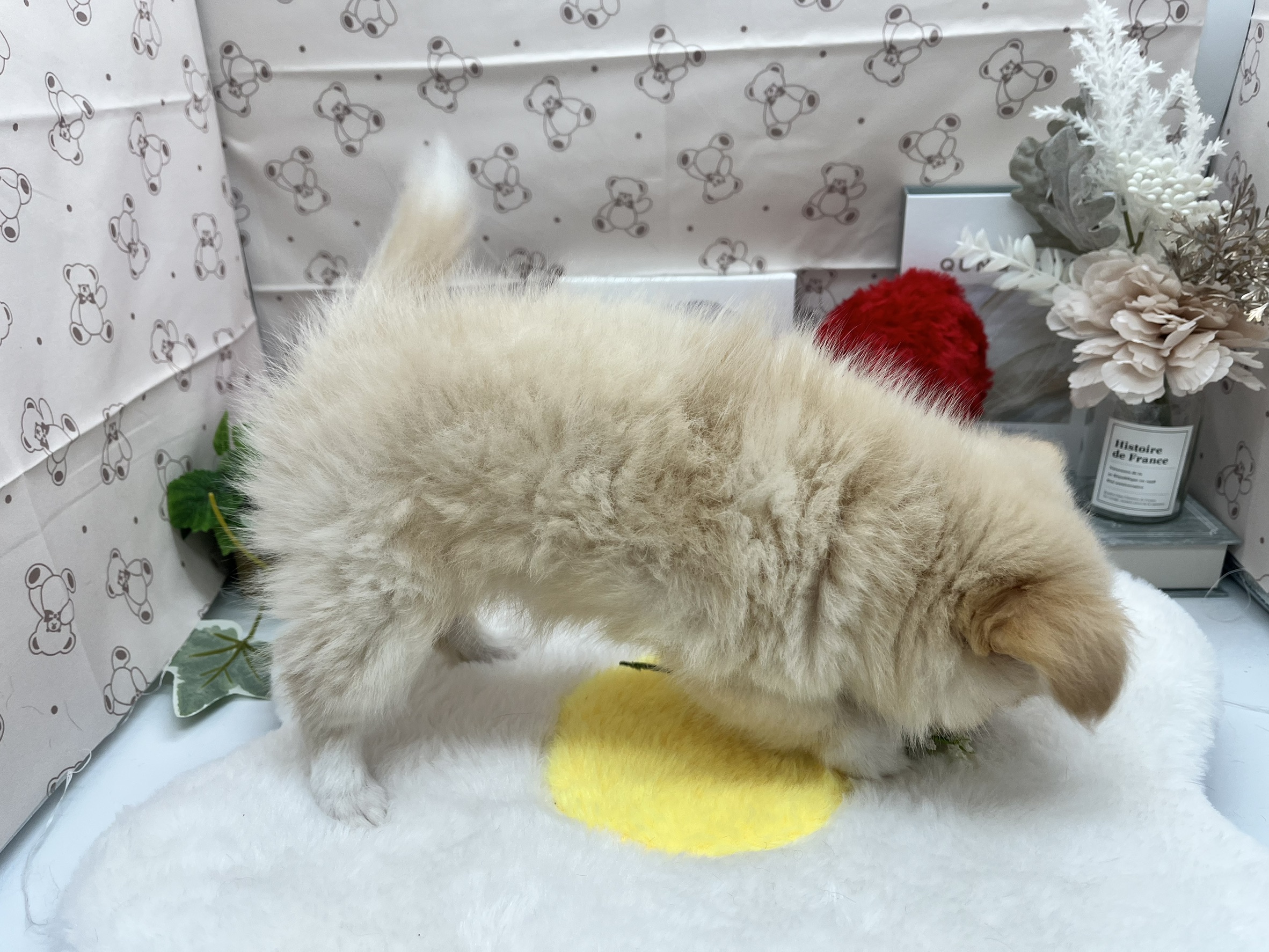 静岡県のハーフ犬・ミックス犬 (ペッツワン掛川店/2026年5月30日生まれ/女の子/その他色)の子犬の3枚目の画像