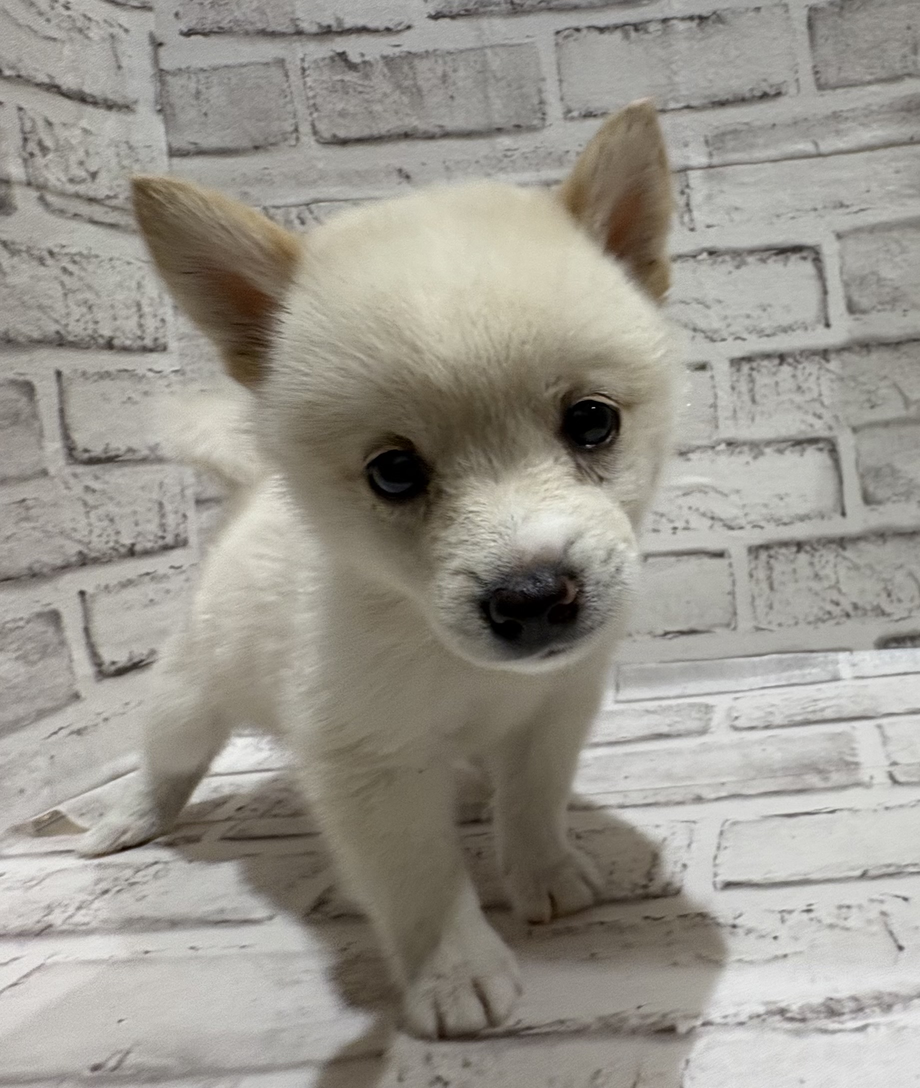 宮城県のハーフ犬・ミックス犬 (ペッツワン古川店/2026年5月23日生まれ/男の子/白)の子犬
