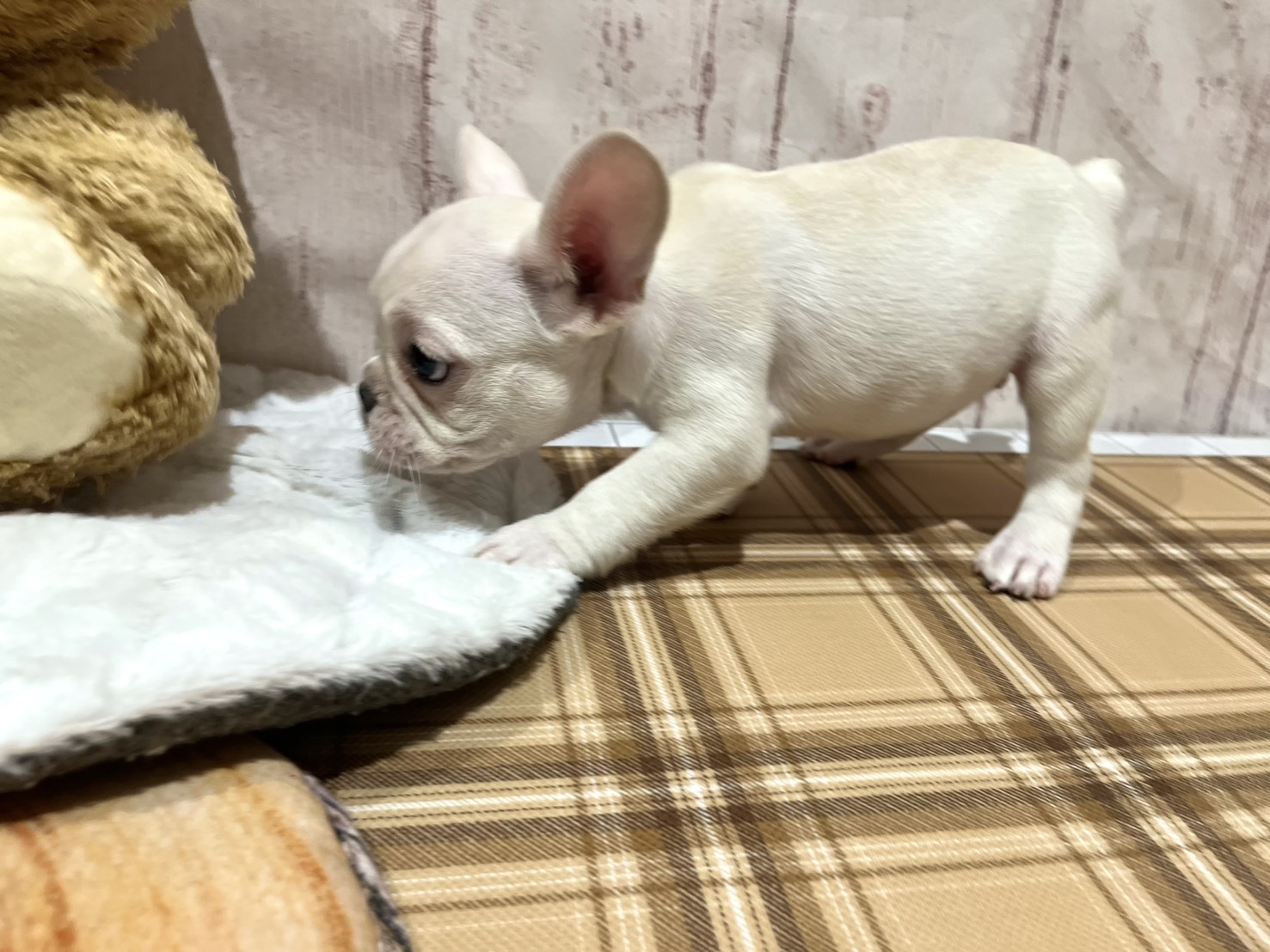 埼玉県のフレンチブルドッグ (ペッツワン羽生店/2026年5月28日生まれ/女の子/クリーム)の子犬の3枚目の画像
