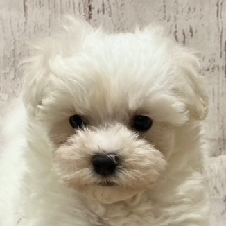 埼玉県のハーフ犬・ミックス犬 (ペッツワン羽生店/2026年5月30日生まれ/男の子/ホワイト)の子犬の1枚目の画像