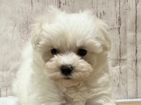 埼玉県のハーフ犬・ミックス犬 (ペッツワン羽生店/2026年5月30日生まれ/男の子/ホワイト)の子犬の2枚目の画像